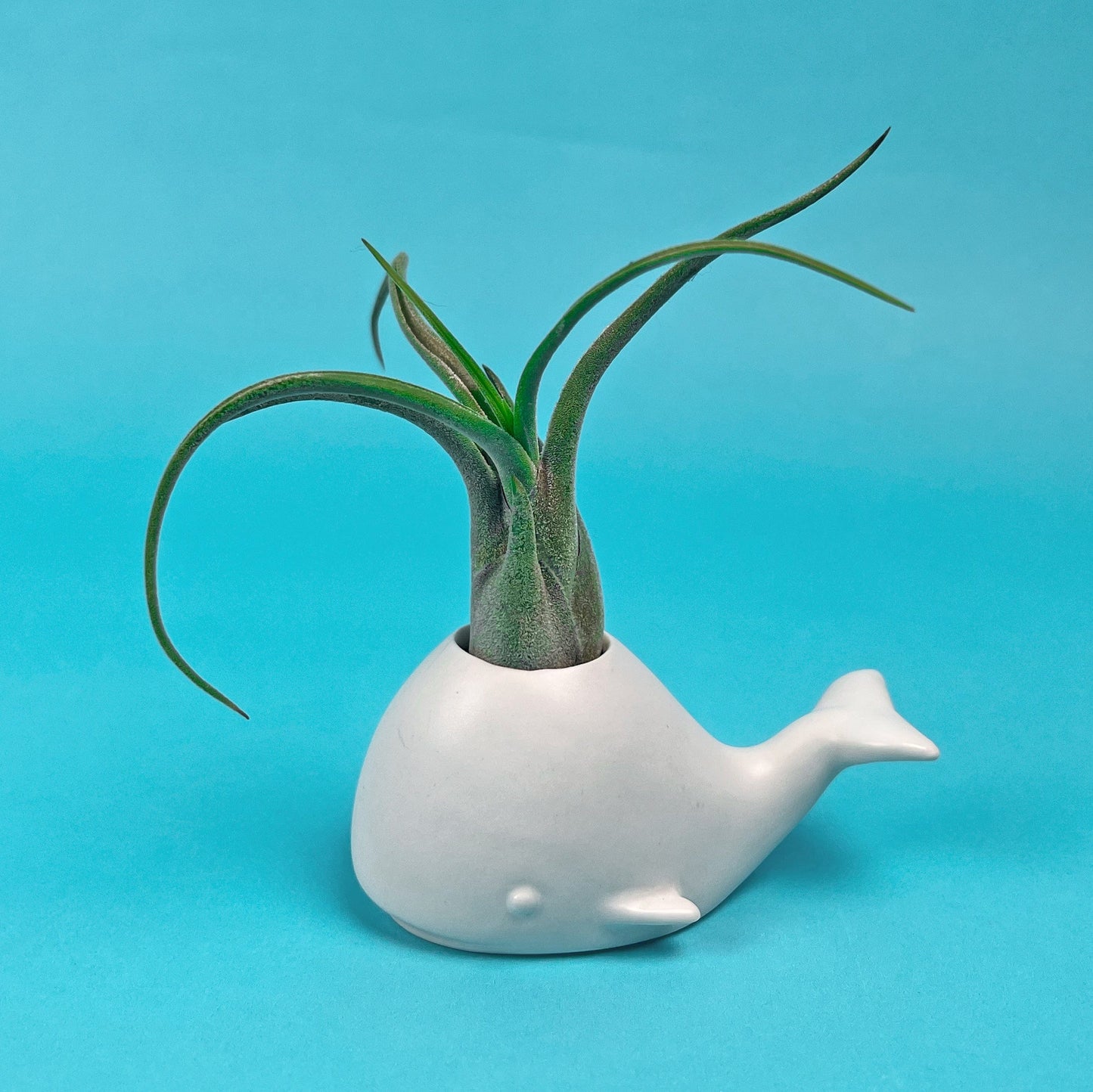 FANCY PLANTS - Whale
